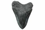 Fossil Megalodon Tooth - South Carolina #239817-1